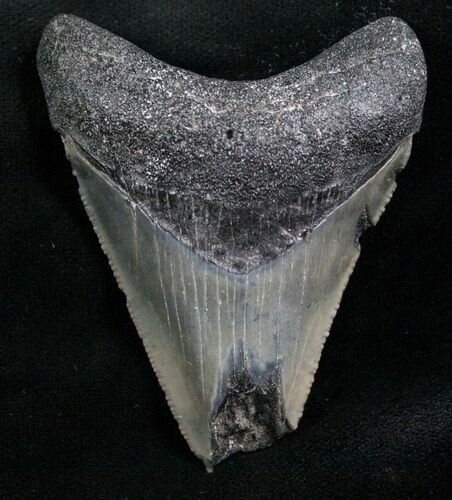 Bargain Megalodon Tooth - Florida #7933